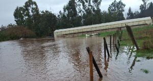 Exigen declarar emergencia agrícola en toda La Araucanía para apoyar a pequeños productores afectados