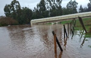 Exigen declarar emergencia agrícola en toda La Araucanía para apoyar a pequeños productores afectados