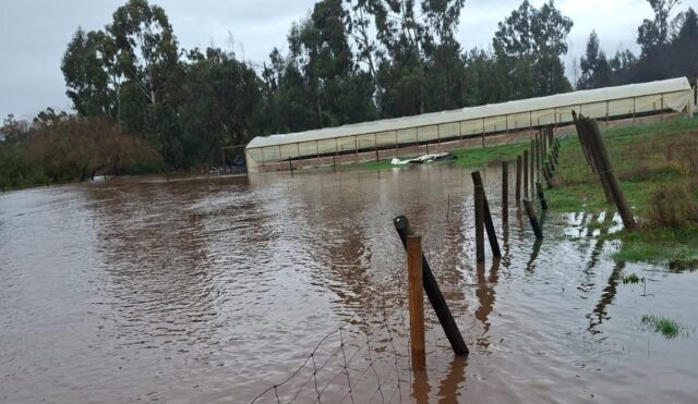 Exigen declarar emergencia agrícola en toda La Araucanía para apoyar a pequeños productores afectados