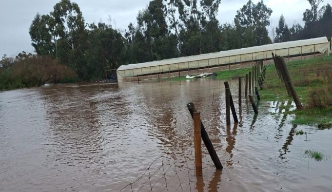Exigen declarar emergencia agrícola en toda La Araucanía para apoyar a pequeños productores afectados