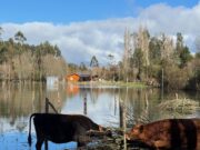 Más de 500 personas permanecen aisladas en Teodoro Schmidt por inundaciones