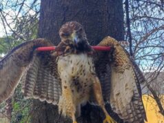 Peuco muerto y exhibido en un árbol genera indignación: SAG Araucanía y PDI investigan origen de la fotografía