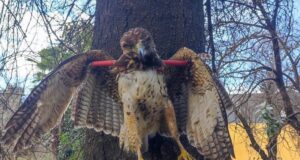 Peuco muerto y exhibido en un árbol genera indignación: SAG Araucanía y PDI investigan origen de la fotografía