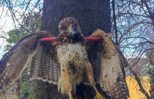 Peuco muerto y exhibido en un árbol genera indignación: SAG Araucanía y PDI investigan origen de la fotografía