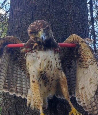 Peuco muerto y exhibido en un árbol genera indignación: SAG Araucanía y PDI investigan origen de la fotografía