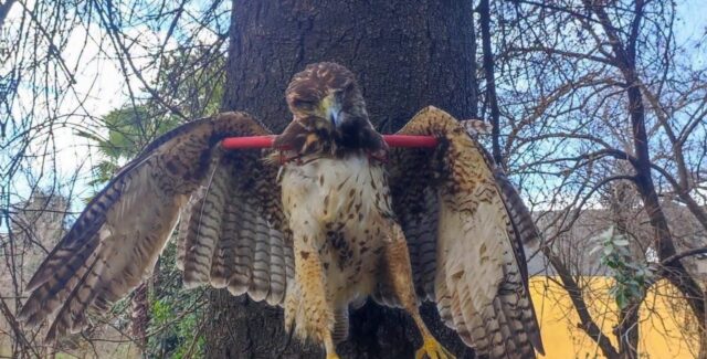 Peuco muerto y exhibido en un árbol genera indignación: SAG Araucanía y PDI investigan origen de la fotografía