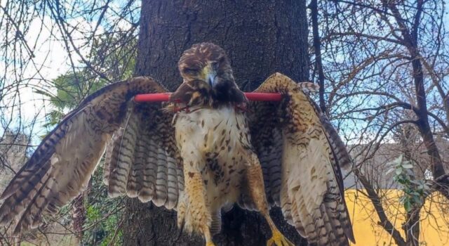 Peuco muerto y exhibido en un árbol genera indignación: SAG Araucanía y PDI investigan origen de la fotografía