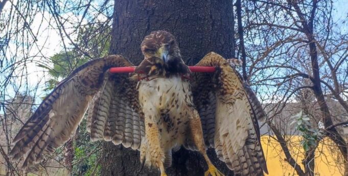 Peuco muerto y exhibido en un árbol genera indignación: SAG Araucanía y PDI investigan origen de la fotografía