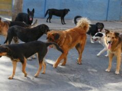 Comisión de Agricultura aprueba en general proyecto que autoriza control letal de perros asilvestrados