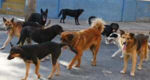 Comisión de Agricultura aprueba en general proyecto que autoriza control letal de perros asilvestrados
