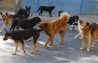 Comisión de Agricultura aprueba en general proyecto que autoriza control letal de perros asilvestrados