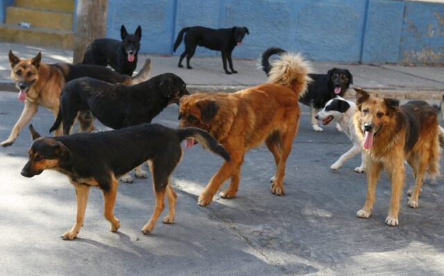 Comisión de Agricultura aprueba en general proyecto que autoriza control letal de perros asilvestrados