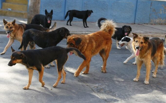 Comisión de Agricultura aprueba en general proyecto que autoriza control letal de perros asilvestrados