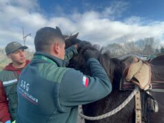 SAG actualiza normativa sobre trazabilidad de equinos, mulares y asnales