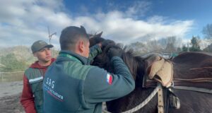 SAG actualiza normativa sobre trazabilidad de equinos, mulares y asnales