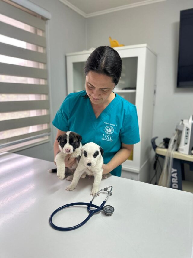 Mascotas ayudan a reducir la soledad y fortalecer el bienestar emocional, según expertos de la Universidad Santo Tomás Temuco