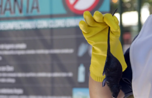 Ministerio de salud declara alerta sanitaria por Hantavirus: Villarrica refuerza llamado a la prevención durante todo el año