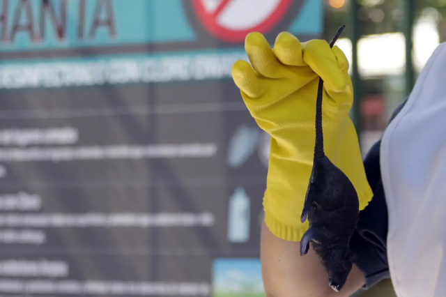 Ministerio de salud declara alerta sanitaria por Hantavirus: Villarrica refuerza llamado a la prevención durante todo el año