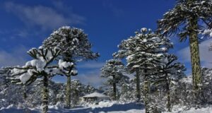 CONAF informa cierre preventivo de unidades del Sistema Nacional de Áreas Protegidas en La Araucanía