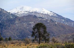 CONADI y CORFO invitan a participar en programa que apoya proyectos productivos mapuche en La Araucanía con hasta $120 millones