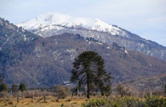 CONADI y CORFO invitan a participar en programa que apoya proyectos productivos mapuche en La Araucanía con hasta $120 millones