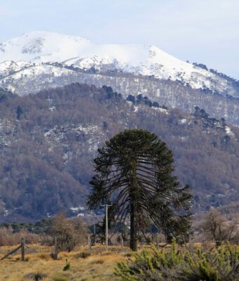 CONADI y CORFO invitan a participar en programa que apoya proyectos productivos mapuche en La Araucanía con hasta $120 millones