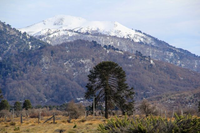 CONADI y CORFO invitan a participar en programa que apoya proyectos productivos mapuche en La Araucanía con hasta $120 millones