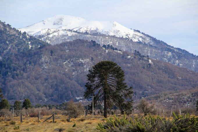 CONADI y CORFO invitan a participar en programa que apoya proyectos productivos mapuche en La Araucanía con hasta $120 millones