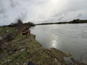 Municipalidad de Pitrufquén llama a evitar la ribera del río Toltén en Comuy por riesgo de desprendimiento