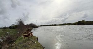 Municipalidad de Pitrufquén llama a evitar la ribera del río Toltén en Comuy por riesgo de desprendimiento
