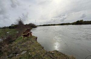 Municipalidad de Pitrufquén llama a evitar la ribera del río Toltén en Comuy por riesgo de desprendimiento