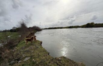 Municipalidad de Pitrufquén llama a evitar la ribera del río Toltén en Comuy por riesgo de desprendimiento