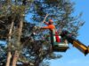 Municipalidad de Pitrufquén atiende demanda vecinal y realiza corte preventivo de 11 árboles en villa Cacique Paillalef