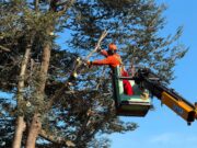 Municipalidad de Pitrufquén atiende demanda vecinal y realiza corte preventivo de 11 árboles en villa Cacique Paillalef