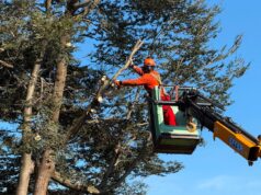 Municipalidad de Pitrufquén atiende demanda vecinal y realiza corte preventivo de 11 árboles en villa Cacique Paillalef