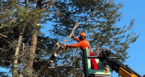 Municipalidad de Pitrufquén atiende demanda vecinal y realiza corte preventivo de 11 árboles en villa Cacique Paillalef