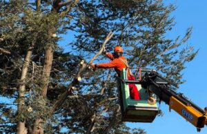 Municipalidad de Pitrufquén atiende demanda vecinal y realiza corte preventivo de 11 árboles en villa Cacique Paillalef
