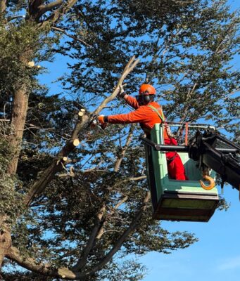 Municipalidad de Pitrufquén atiende demanda vecinal y realiza corte preventivo de 11 árboles en villa Cacique Paillalef