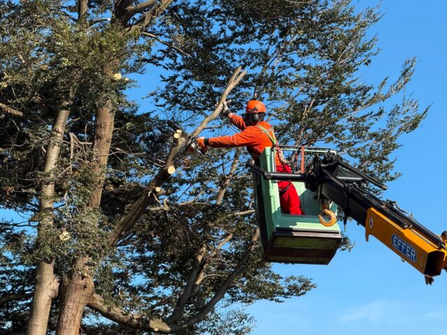 Municipalidad de Pitrufquén atiende demanda vecinal y realiza corte preventivo de 11 árboles en villa Cacique Paillalef