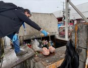 ¡Ojo con la carne para el 18! Decomisan más de 300 kilos en fiscalización en Feria Pinto de Temuco previo a Fiestas Patrias