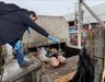 ¡Ojo con la carne para el 18! Decomisan más de 300 kilos en fiscalización en Feria Pinto de Temuco previo a Fiestas Patrias
