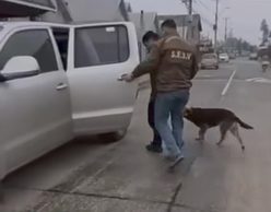 “El Extorsivo”: detienen en Pitrufquén a joven acusado de robar un vehículo y exigir dinero para devolverlo
