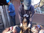 PRODER desarrolla operativo sanitario para pequeños productores ganaderos de Freire