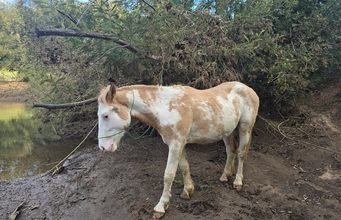 Potrillo avaluado en $800 mil fue recuperado tras ser sustraído desde una parcela en Angol