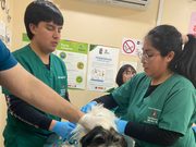 Freire refuerza la prevención de la rabia con operativo de vacunación para mascotas