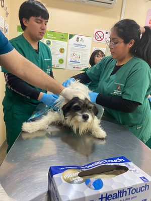 Freire refuerza la prevención de la rabia con operativo de vacunación para mascotas