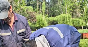 PRODER refuerza la atención sanitaria del ganado en sectores rurales de Freire