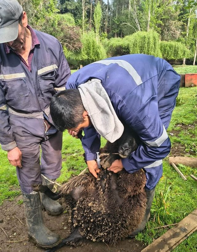 PRODER refuerza la atención sanitaria del ganado en sectores rurales de Freire