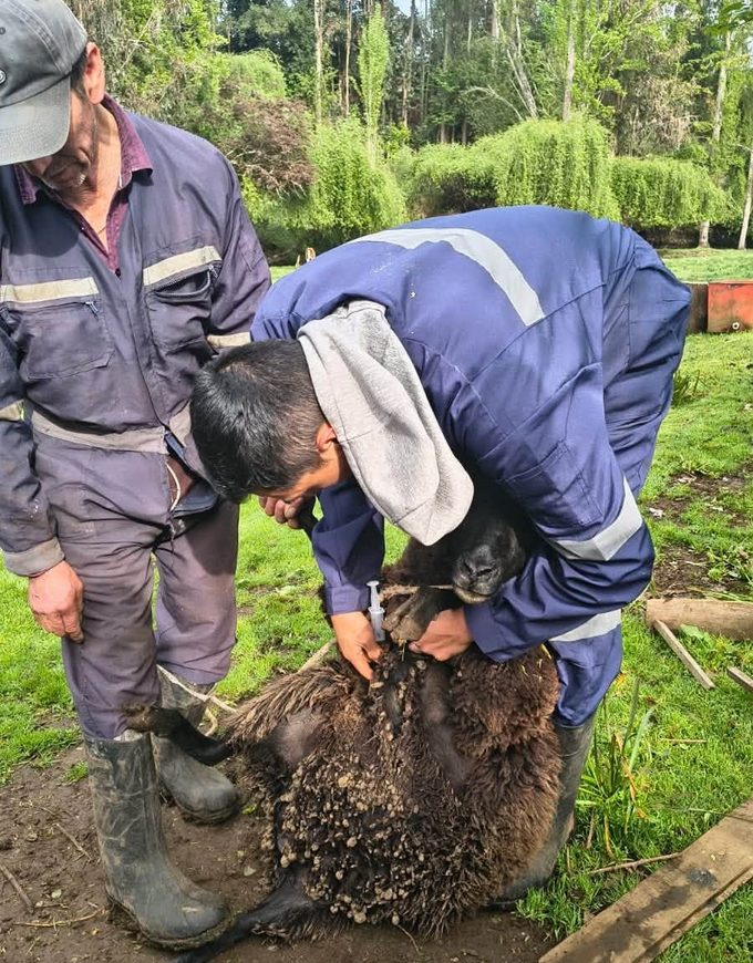 PRODER refuerza la atención sanitaria del ganado en sectores rurales de Freire