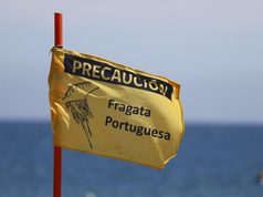 Confirman presencia de fragata portuguesa en Puerto Saavedra y activan medidas preventivas en playa Maule